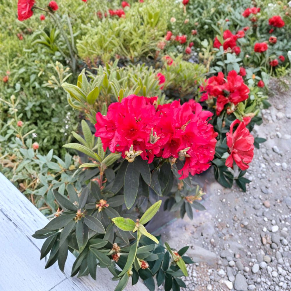 Rhododendron ‘Vulcan’s Flame’ Live Evergreen Shrub | Bright Red Blooming Rhododendron | Cold Hardy Landscape Plant | #3 Container Grown