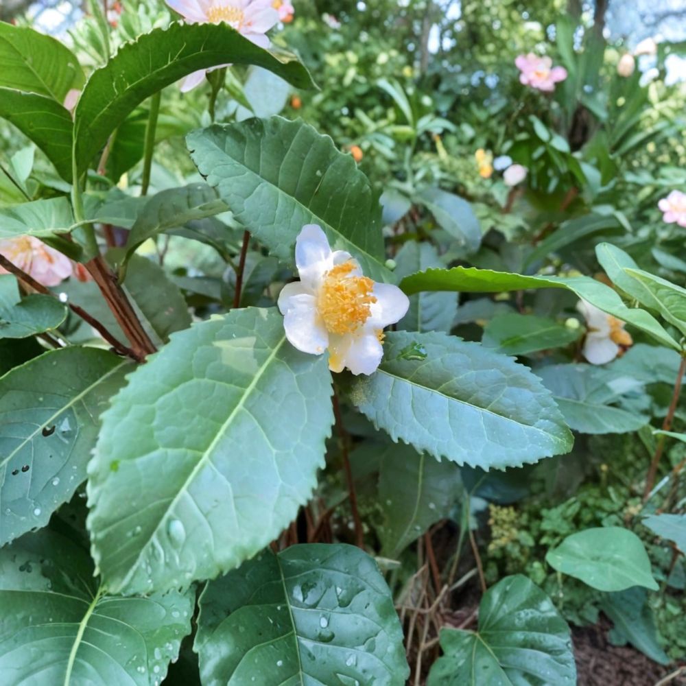 Russian Sochi Tea Plant Cuttings – 6 Live Cuttings | Camellia sinensis | Fresh Unrooted Tea Plant | Cold Hardy to Zone 6b