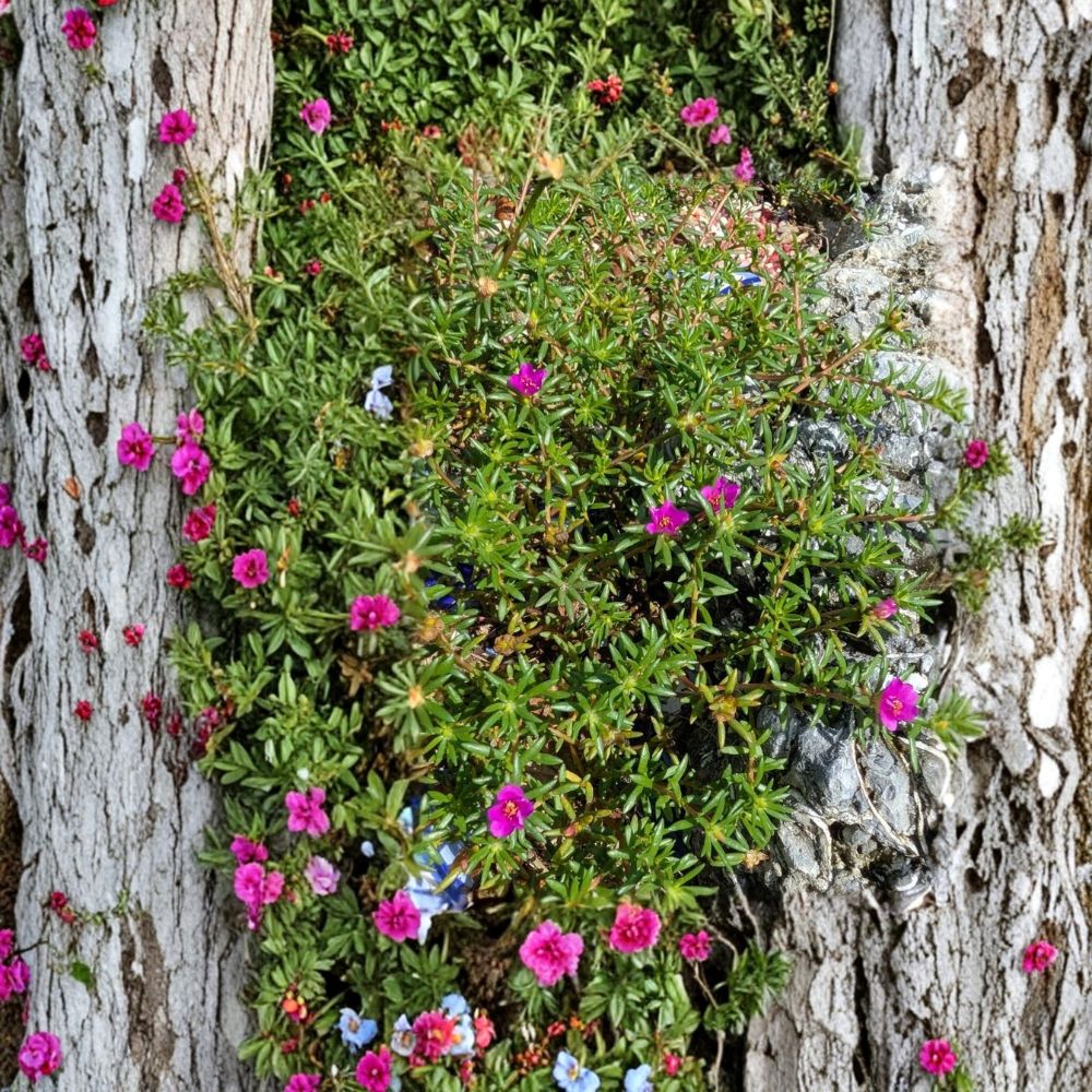 3 Rooted Moss Rose Plants – Portulaca pilosa 'Kiss Me Quick' | Florida Native | Bare Root | Magenta Blooming Ground Cover | Drought Tolerant
