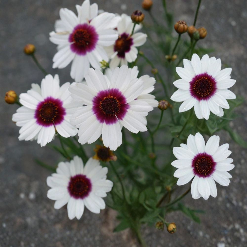 Coreopsis 'Ice Wine' – Live Starter Plant | 2.5 x 3.5 Inch Pot | Hardy Perennial Flower | Butterfly & Bee Friendly | Easy to Grow