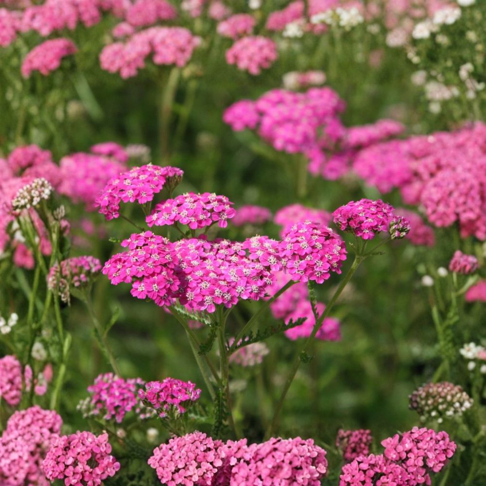 Yarrow 'Cerise Queen' – Achillea millefolium Live Starter Plant | 2.5 Inch Pot | Hardy Perennial | Deer Resistant | Pollinator Friendly