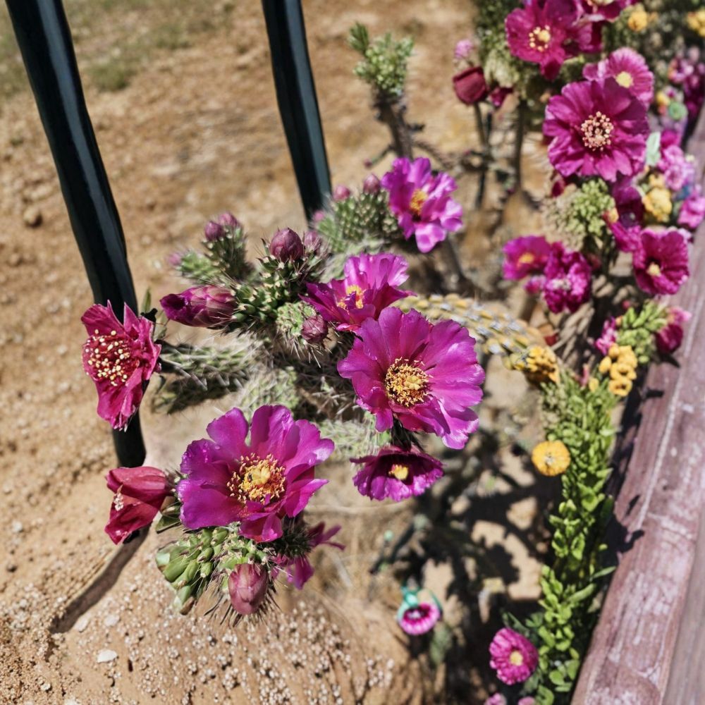 Tree Cholla Cactus Cuttings – 3 Live Cuttings | 4–6 Inches Long | Cylindropuntia imbricata ssp. spinosior | Cold Hardy Cactus