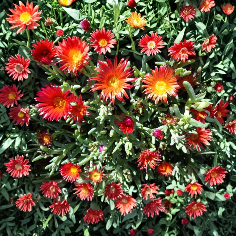 Ruby Ice Plant – Delosperma cooperi Live Cuttings | 10 Fresh Cuttings 6 Inches | Hardy Succulent Ground Cover | Easy to Propagate