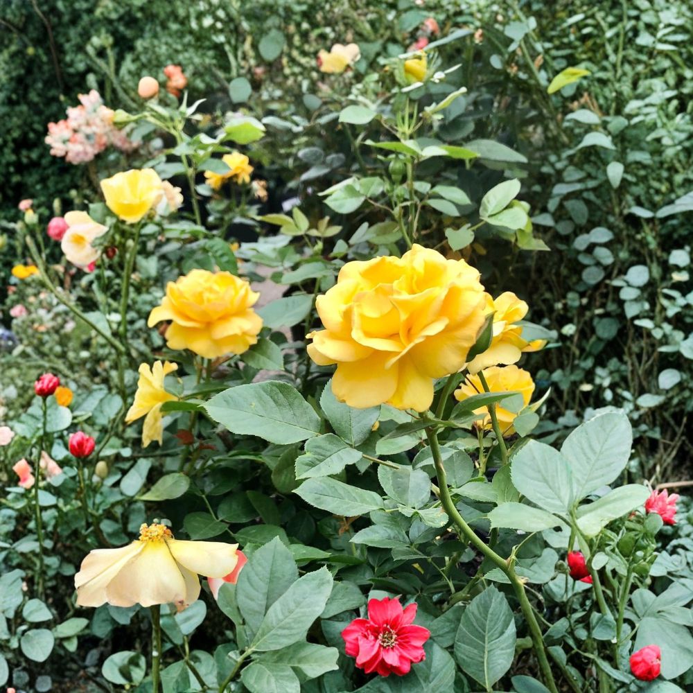 Yellow Texas Rose Cuttings | 3 Fresh Rose Cane Cuttings | 5–6 Inches | Includes Rooting Powder | Fragrant Yellow Rose