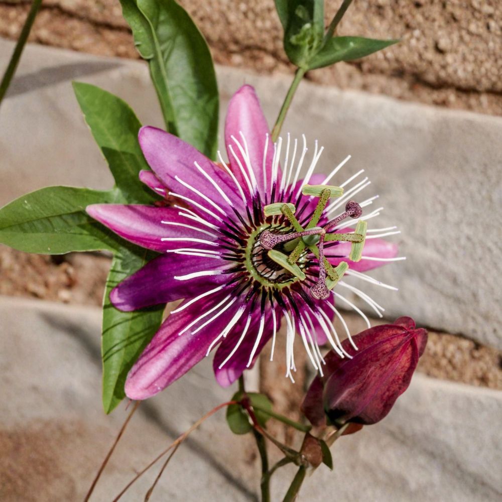 Passion Flower Victoria – Passiflora 'Victoria' Live Potted Vine | Rooted in Quart Pot | Pink Purple Blooms | Edible Fruit | Fast Growing Climber