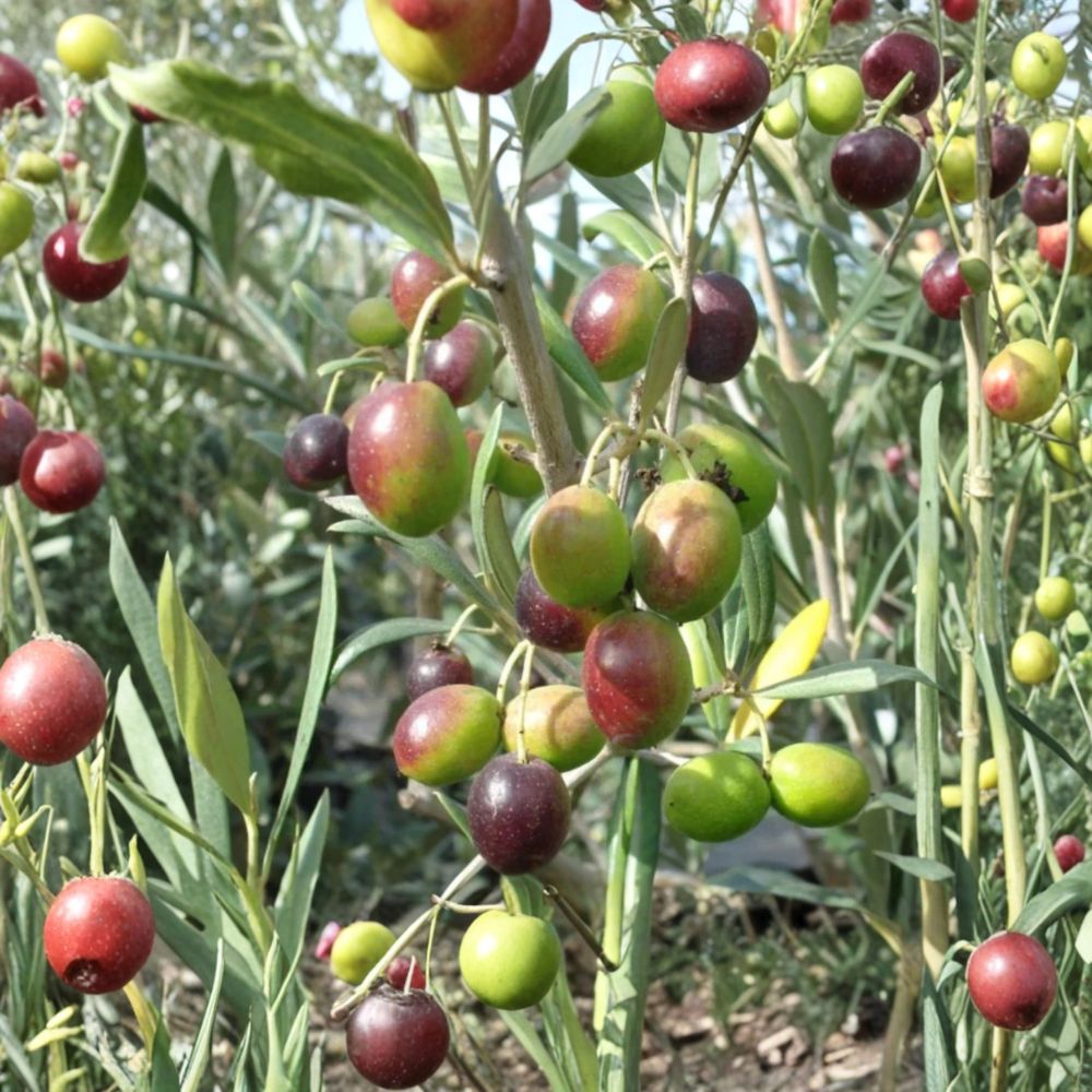 Arbequina Olive Tree – Olea europaea 'Arbequina' Live Starter Plant | 4–6 Inches Tall | Bare Root | Dwarf Fruit Tree | Easy to Grow