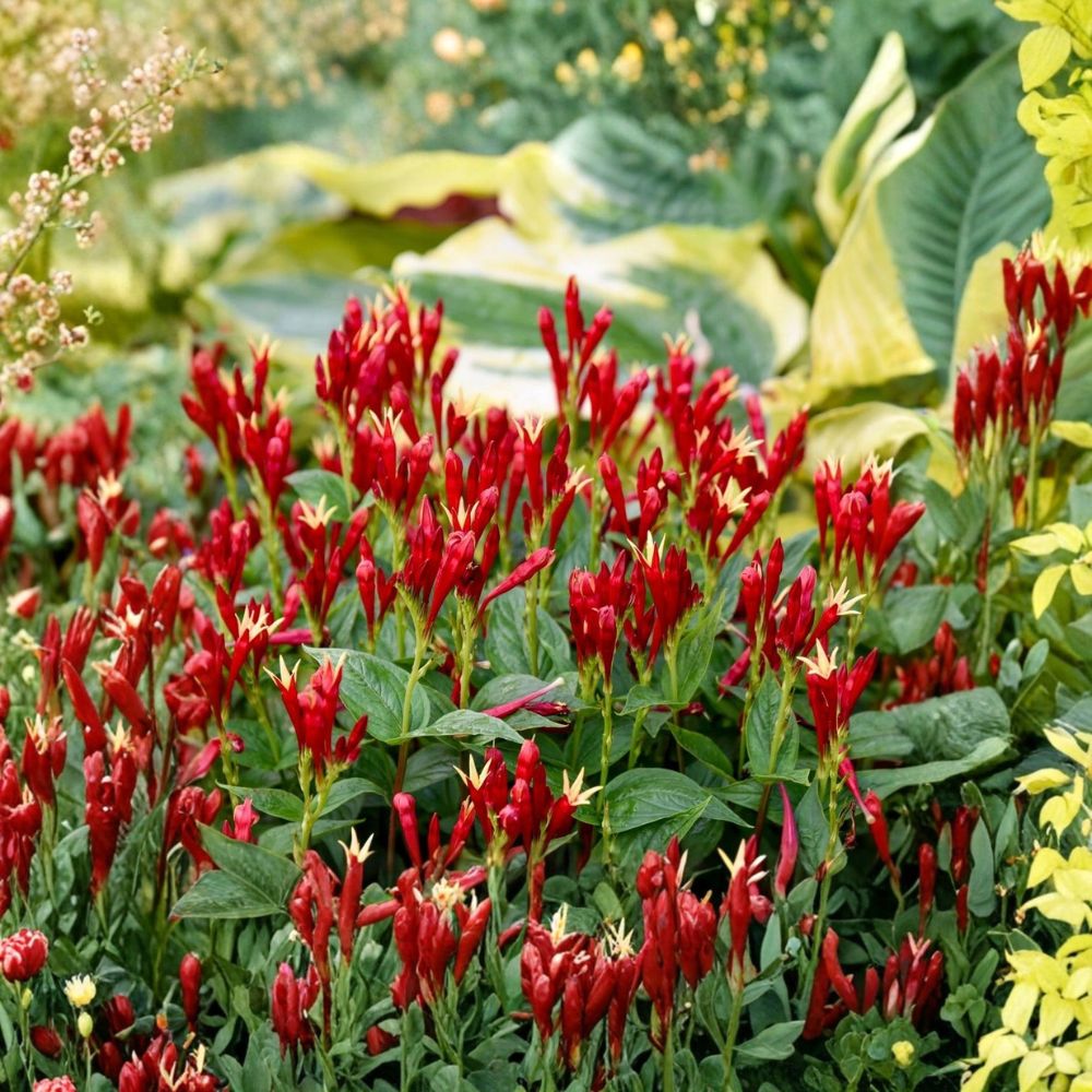 Indian Pink – Spigelia marilandica Live Bare Root Plant | Hardy Native Perennial | Hummingbird Flower | Shade Garden Favorite