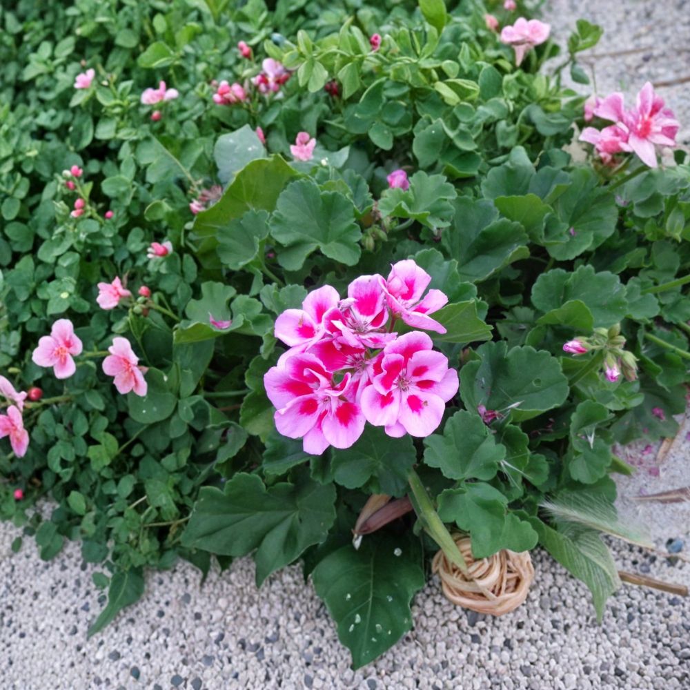 Set of 2 Pink Geranium Live Cuttings | 6 Inch Unrooted Starter Cuttings | Fragrant Flowering Geranium | Easy to Propagate