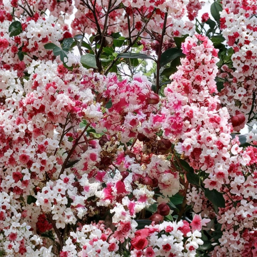Queen's Lace Crepe Myrtle – Lagerstroemia indica Live Cuttings | 5 Fresh Cuttings 6–8 Inches | Rare Variegated Flowering Tree | Easy to Propagate
