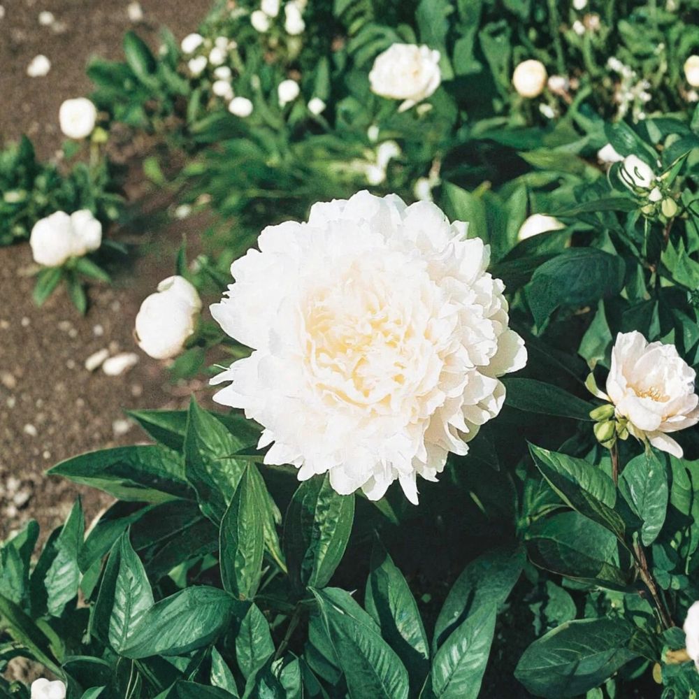 Duchesse de Nemours White Peony Root | 2–3 Eyes Bare Root | Paeonia Perennial | Fragrant Double Blooms | Easy to Grow