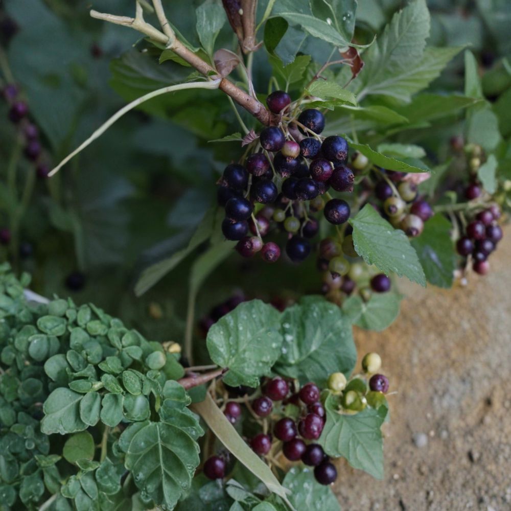Consort Black Currant Cuttings – 10 Fresh Live Cuttings | 4–6 Inches Long | Ribes nigrum | Dormant Rooting Cuttings