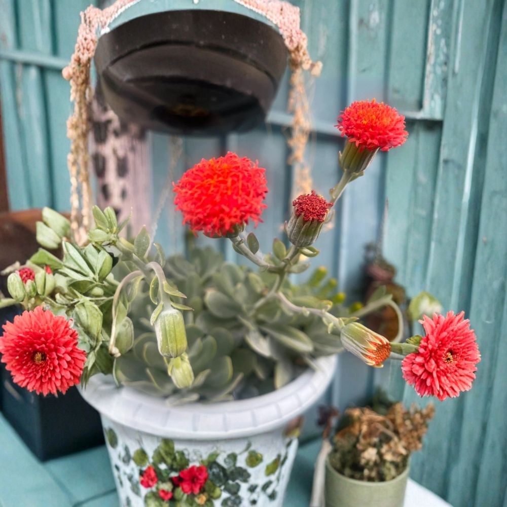 Senecio Orange Flame – Curio cephalophorus Live Bare Root Plant | Rare Succulent | Orange Blooming Perennial | Drought Tolerant