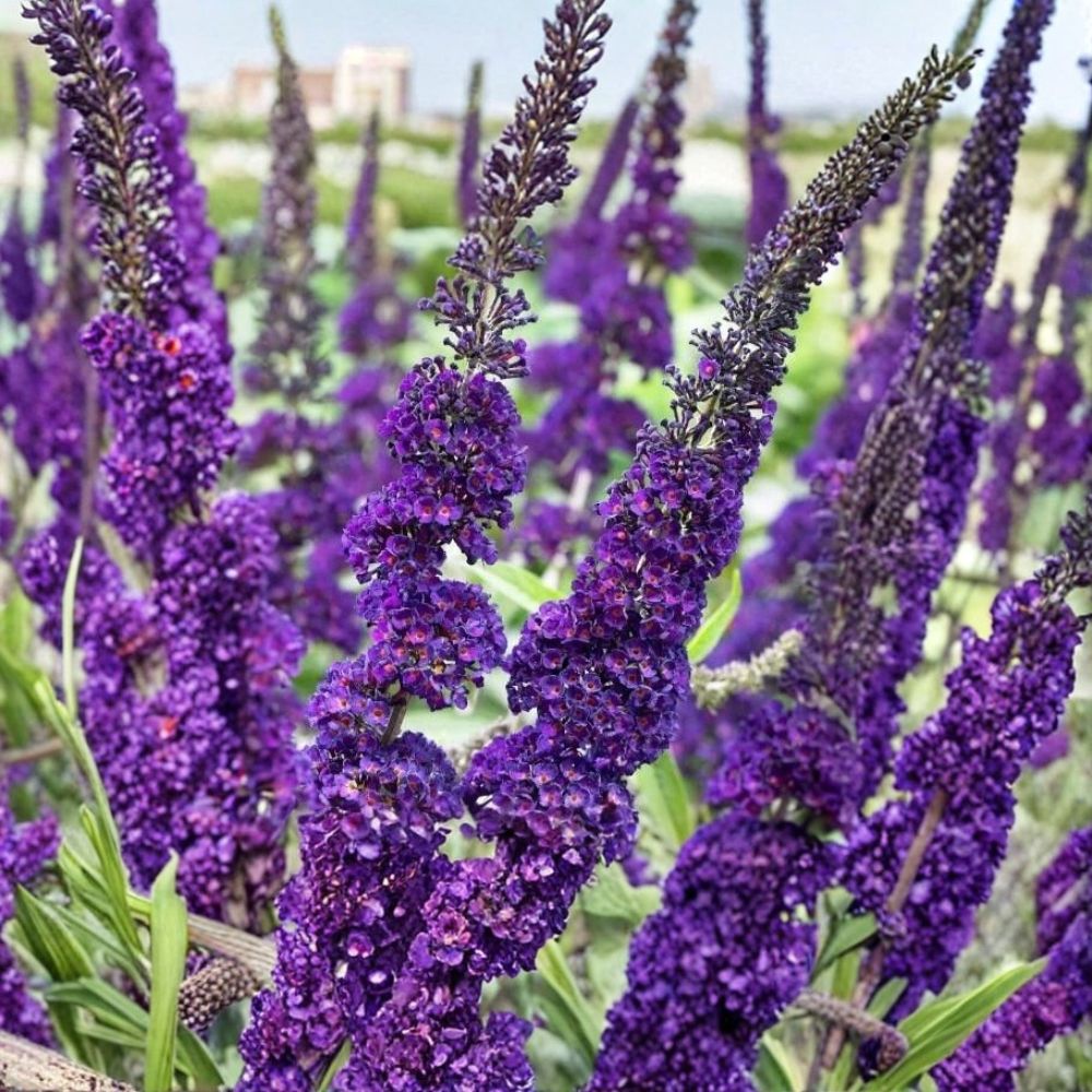 Purple Butterfly Bush – Buddleja davidii Live Plant Cuttings | 7 Unrooted 6-Inch Cuttings | Pollinator Shrub | Easy to Propagate