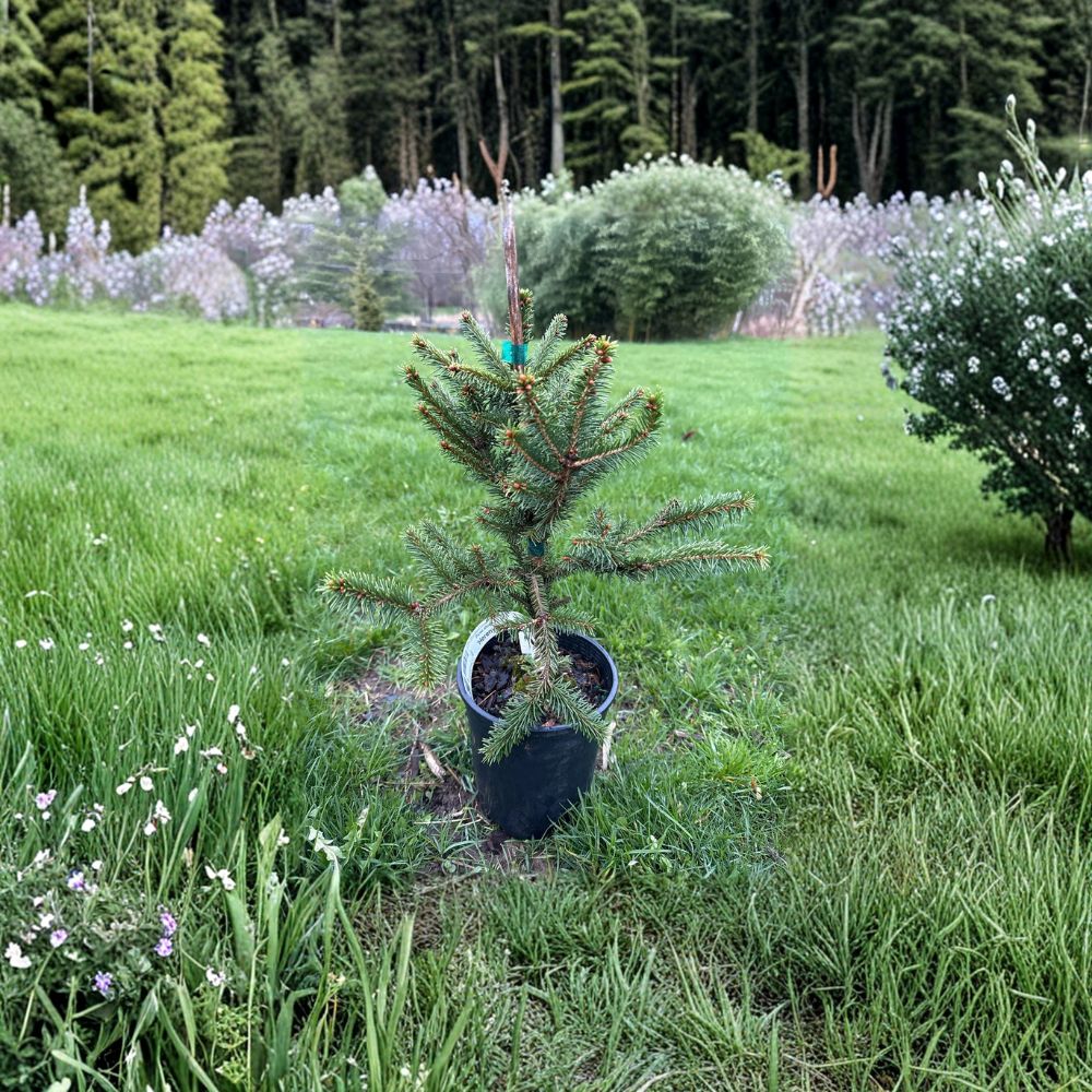 Hereny Norway Spruce – Live Dwarf Evergreen Conifer | 10 Inch Tall Plant | 1 Gallon Pot | Picea abies Compact Globe Spruce