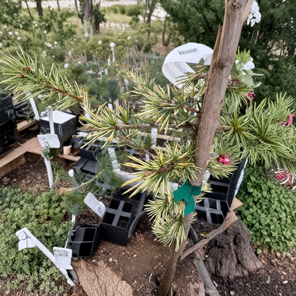 Sahara Ice Atlas Cedar – Live Evergreen Conifer | 12 Inch Tall Plant | 1 Gallon Pot | Cedrus atlantica Narrow Blue White Cedar