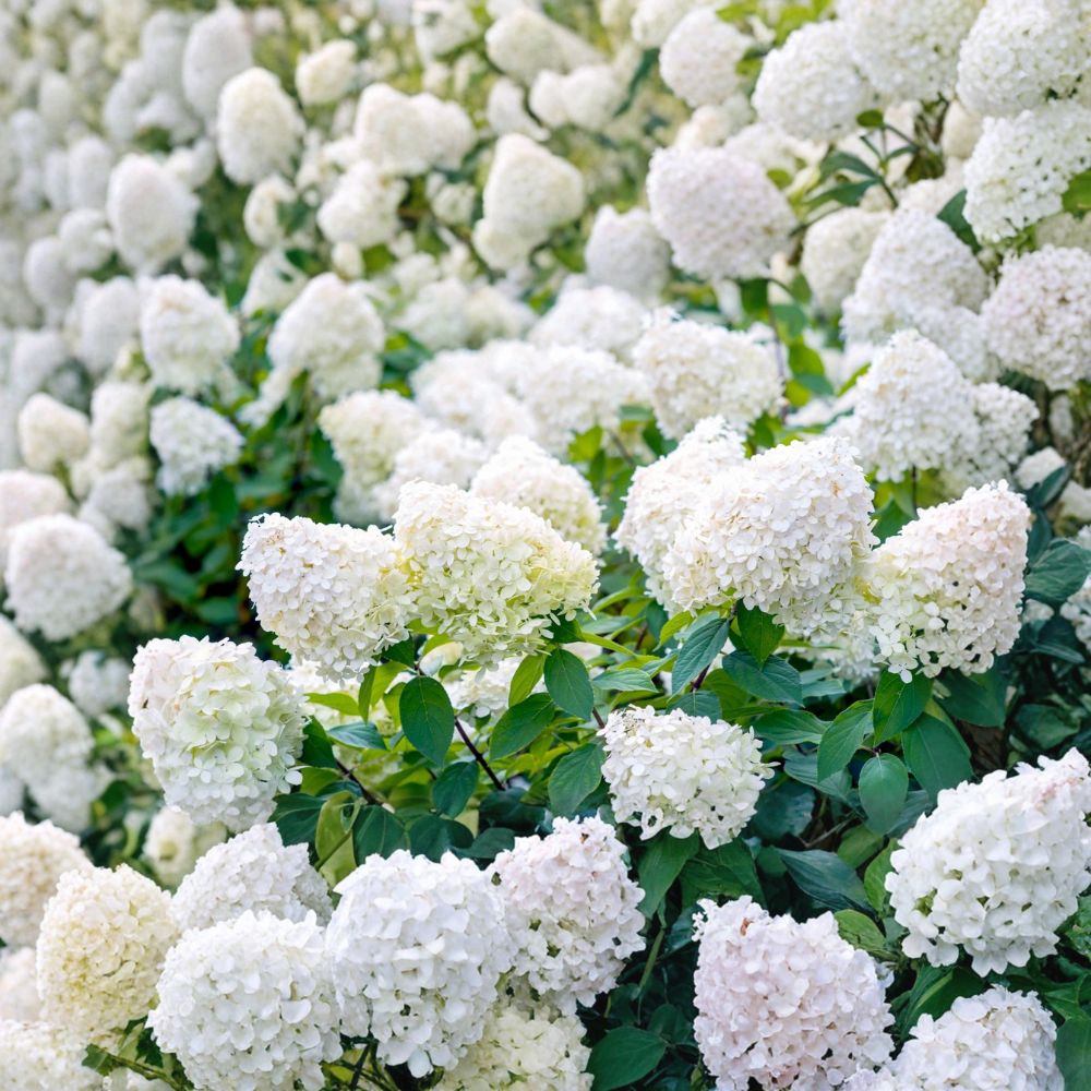 PeeGee Hydrangea – Hydrangea paniculata 'Grandiflora' Live Bare Root Starter Plants | Set of 5 | 6–12 Inches Tall | Hardy Flowering Shrub | Easy to Grow