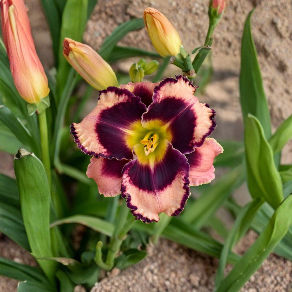 Rock Solid Daylily – 3 Live Bare Root Plants | Mauve Purple Hemerocallis | Hardy Perennial Flower | Reblooming Garden Daylily