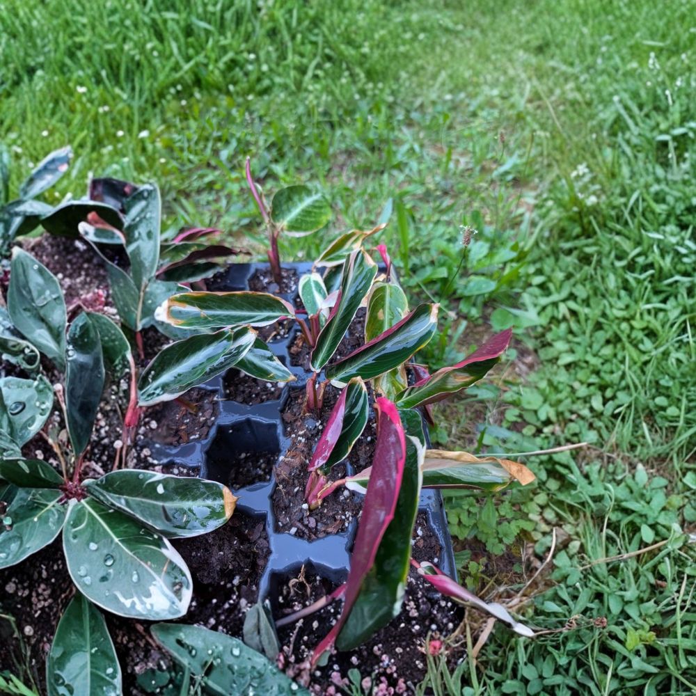 Tricolor Prayer Plant – Stromanthe thalia 'Triostar' Live Bare Root Plants | 3 Starter Pups | Tropical Houseplant | Indoor Friendly | Easy to Grow