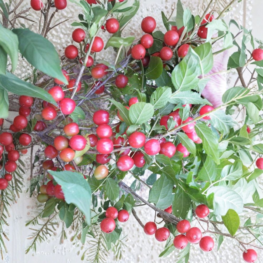 Nanking Cherry Bush – Prunus tomentosa Live Rooted Plant | Red Fruiting Shrub | Zones 4–8 | Cold Hardy | Easy to Grow