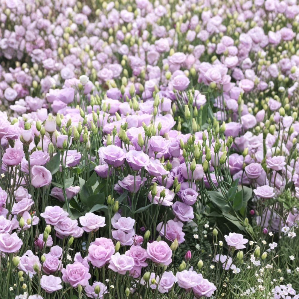 Lisianthus Rosita Lavender III – Live Plug Plant | 1–3 Inches Tall | Well-Rooted Starter | Cut Flower Garden | Easy to Grow