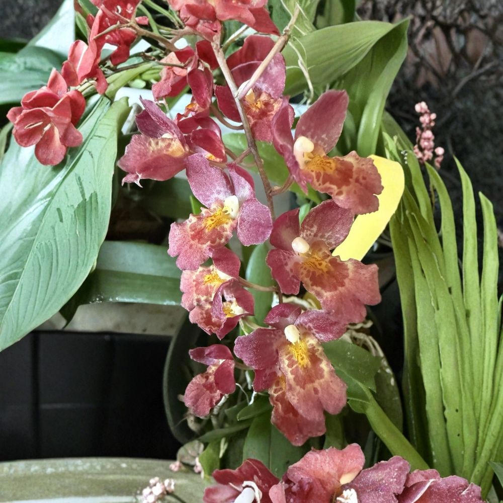 Lava Sunburst Orchid – Oncostele 'Lava Burst' Live Orchid | 2 Inch Pot | Compact Blooming Orchid | Exotic Houseplant