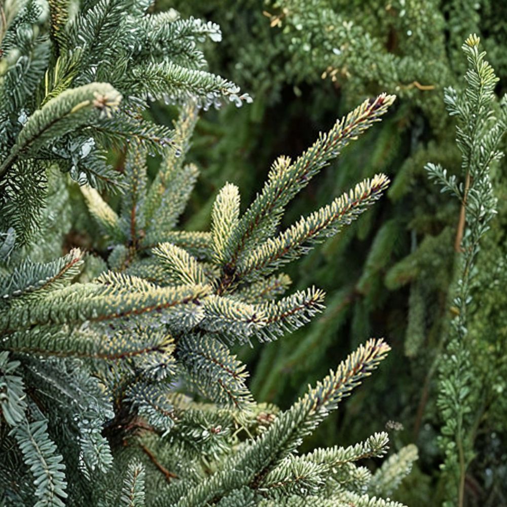 Aureovariegata Black Spruce – Live Variegated Evergreen Conifer | 12 Inch Tall Plant | 1 Gallon Pot | Picea mariana Golden Spruce