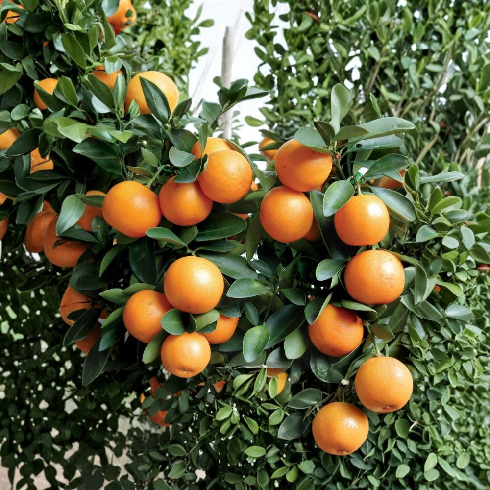 Kumquat Tree Live Seedling | 3–6 Inches Tall | Bare Root Citrus Starter Plant | Edible Fruit Tree | Patio & Backyard Friendly | Easy to Grow