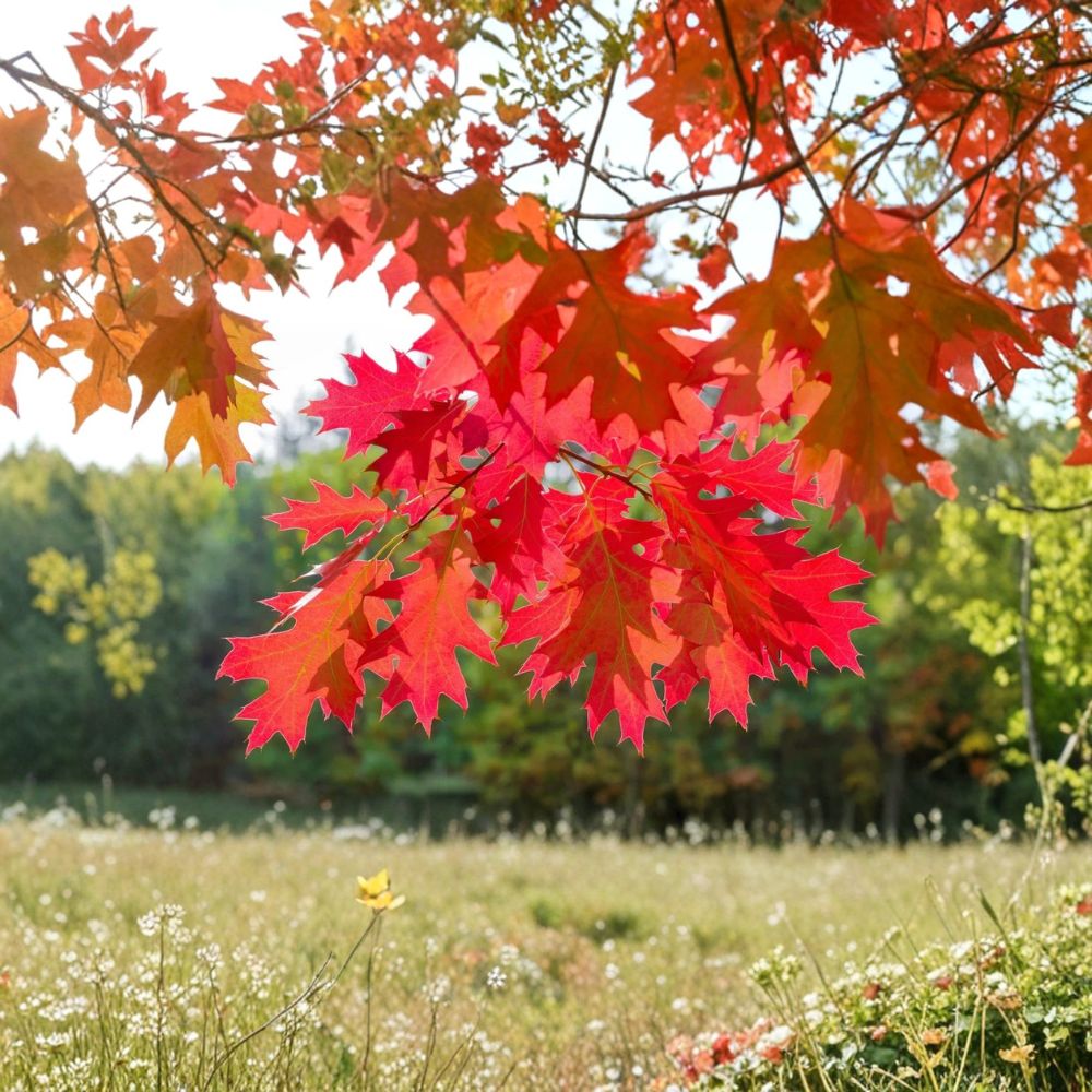 Northern Red Oak Tree – Quercus rubra Live Starter Tree | 12–24 Inches Tall | Bare Root Native Shade Tree | Fast Growing Landscape Tree