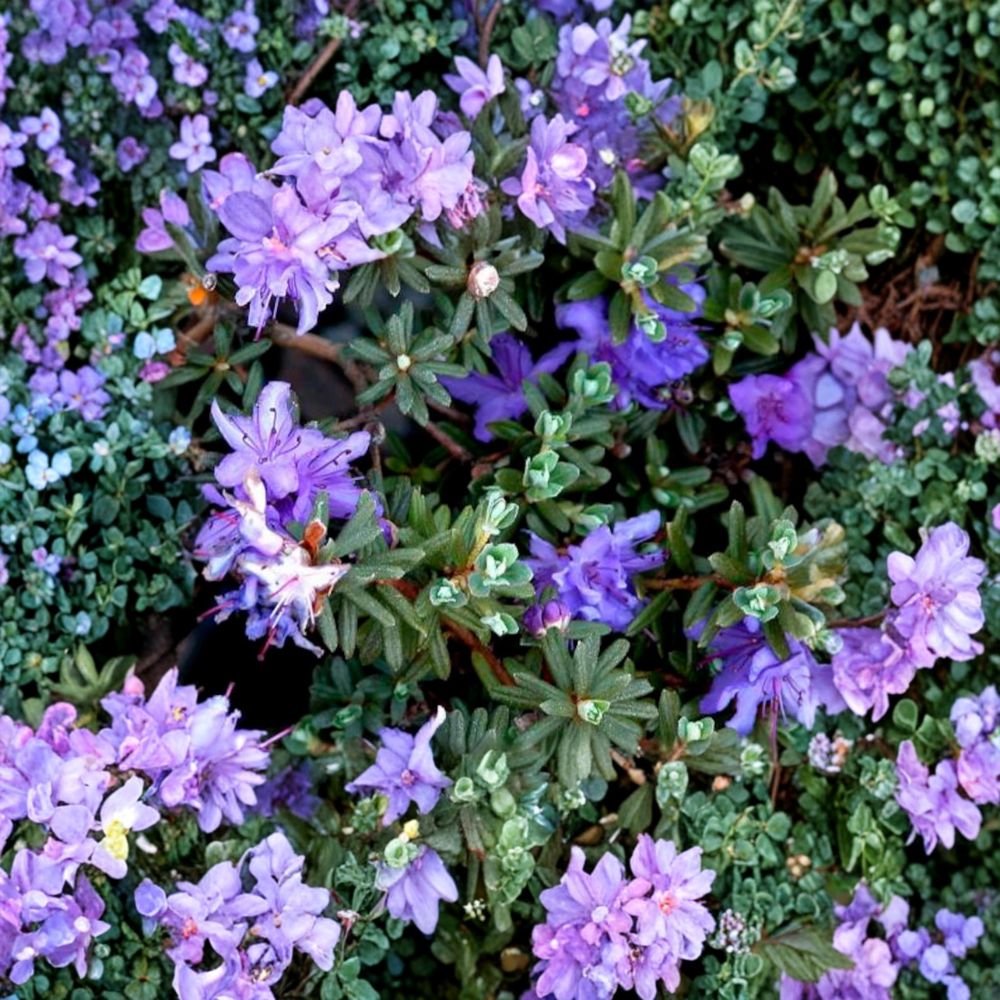Rhododendron ‘Impeditum’ Live Evergreen Shrub | Compact Purple Blooming Rhododendron | Dwarf Hardy Landscape Plant | #1 Container Grown