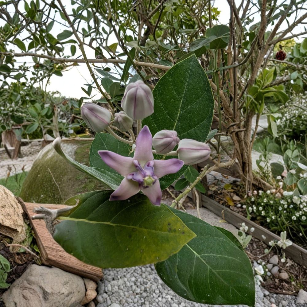 Purple Giant Milkweed Live Cuttings | Set of 6 Fresh 6–10 Inch Cuttings | Calotropis gigantea | Monarch Butterfly Host Plant | Easy to Propagate