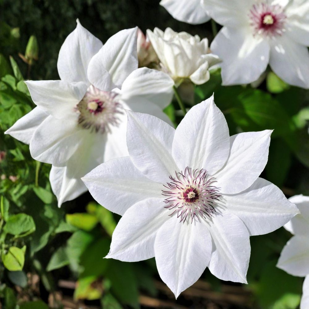 Clematis Henryi Live Vine Plant | Rooted in Quart Pot | White Flowering Climbing Vine | Trellis & Arbor Friendly | Easy to Grow