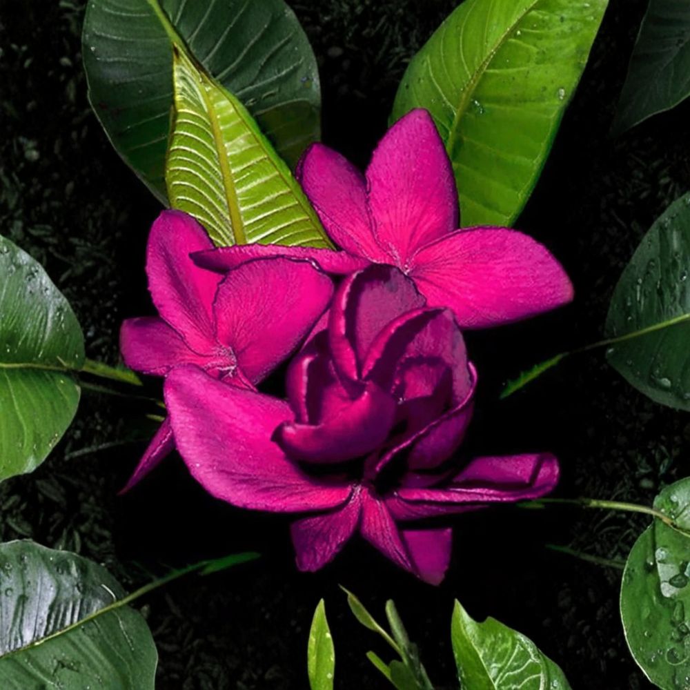 Highness Queen Plumeria Rubra Live Rooted Seedling | 4–6 Inch Frangipani Plant | Tropical Flowering Tree | Indoor & Outdoor | Well-Rooted Starter