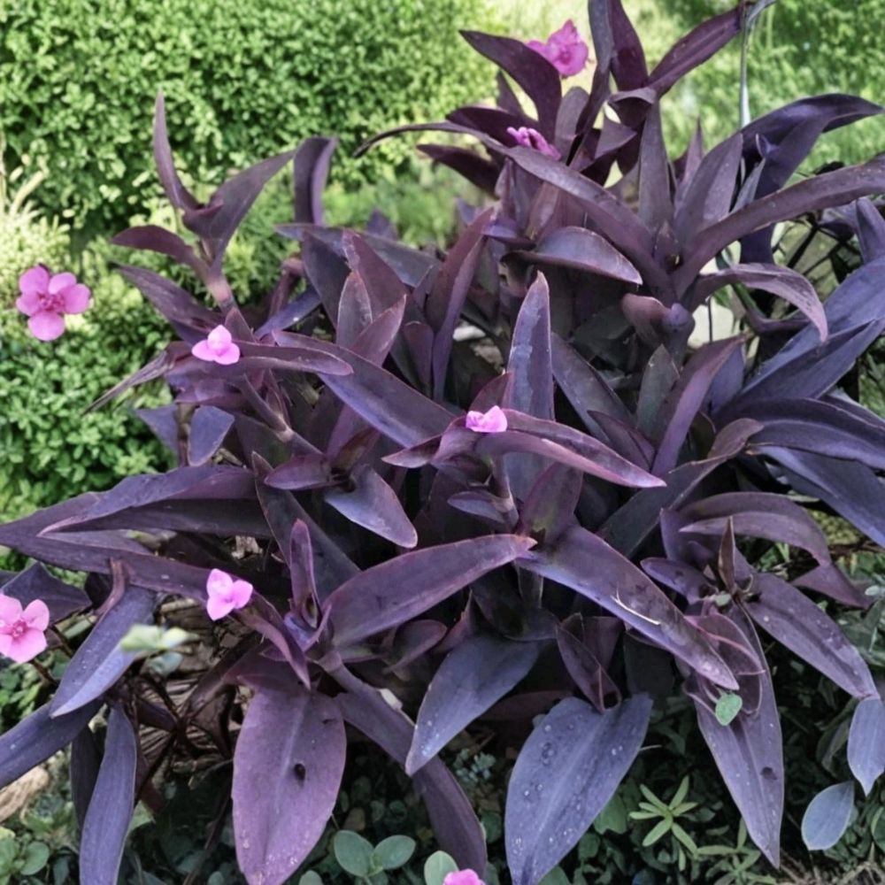 Purple Heart – Tradescantia pallida 'Purple Heart' Live Plant Cuttings | 6 Unrooted 6-Inch Cuttings | Fast Growing Purple Houseplant | Easy to Root