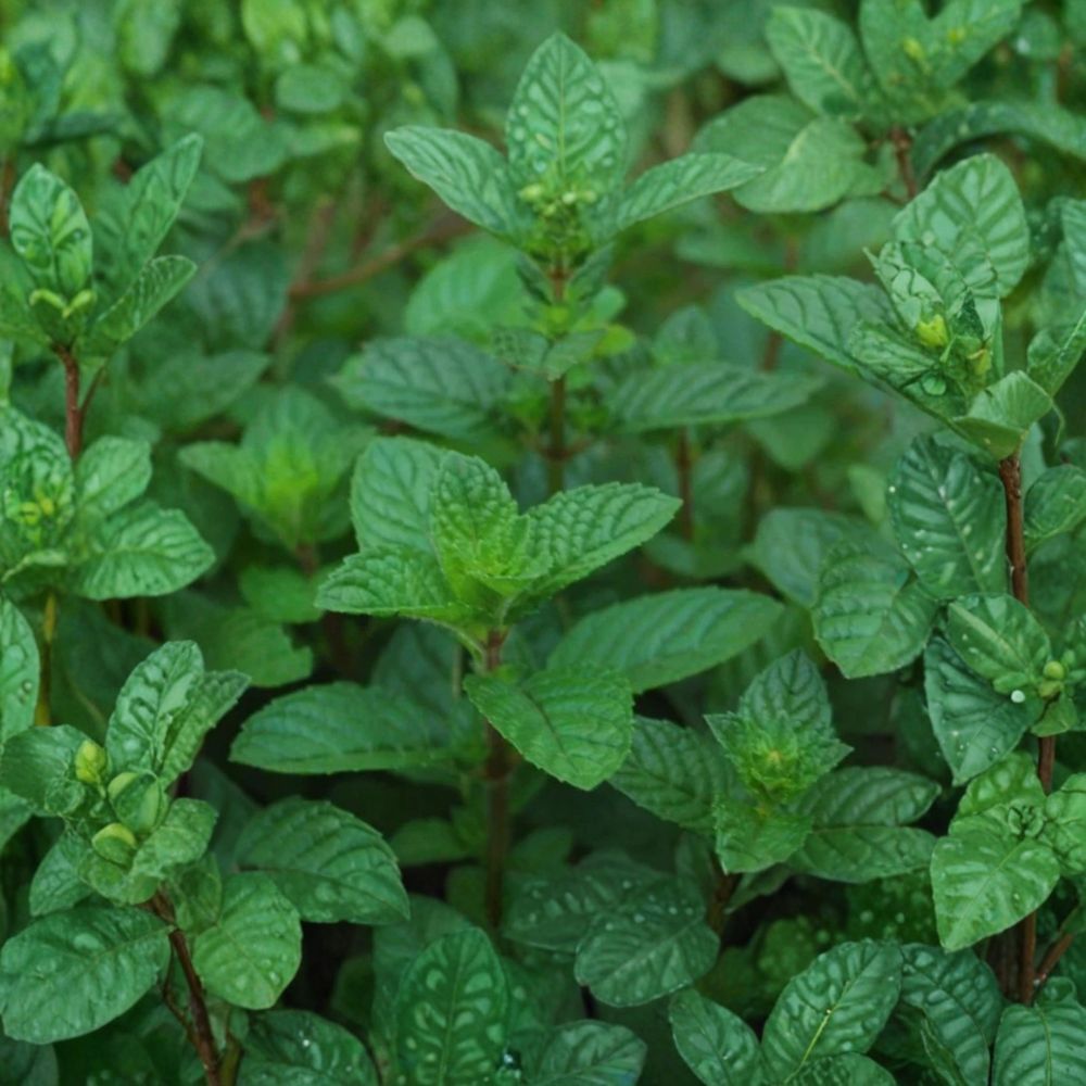 Set of 3 Mint 'Berries & Cream' Live Plants | 3–6 Inches Tall | Bare Root Starter Herbs | Variegated Culinary Mint | Fast Growing | Easy to Grow