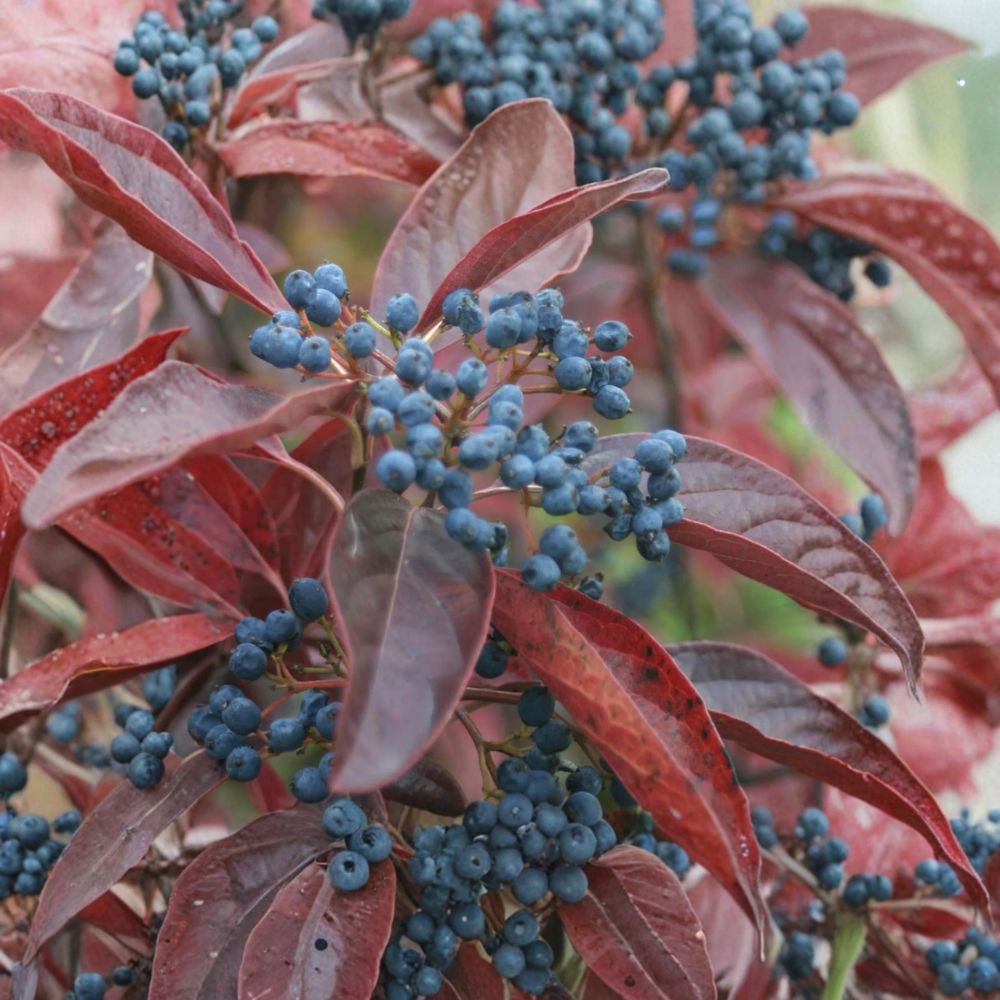 Winterthur Smooth Viburnum – Live Native Shrub | 4 Inch Pot Plant | Viburnum nudum With Colorful Berries | Brilliant Fall Foliage