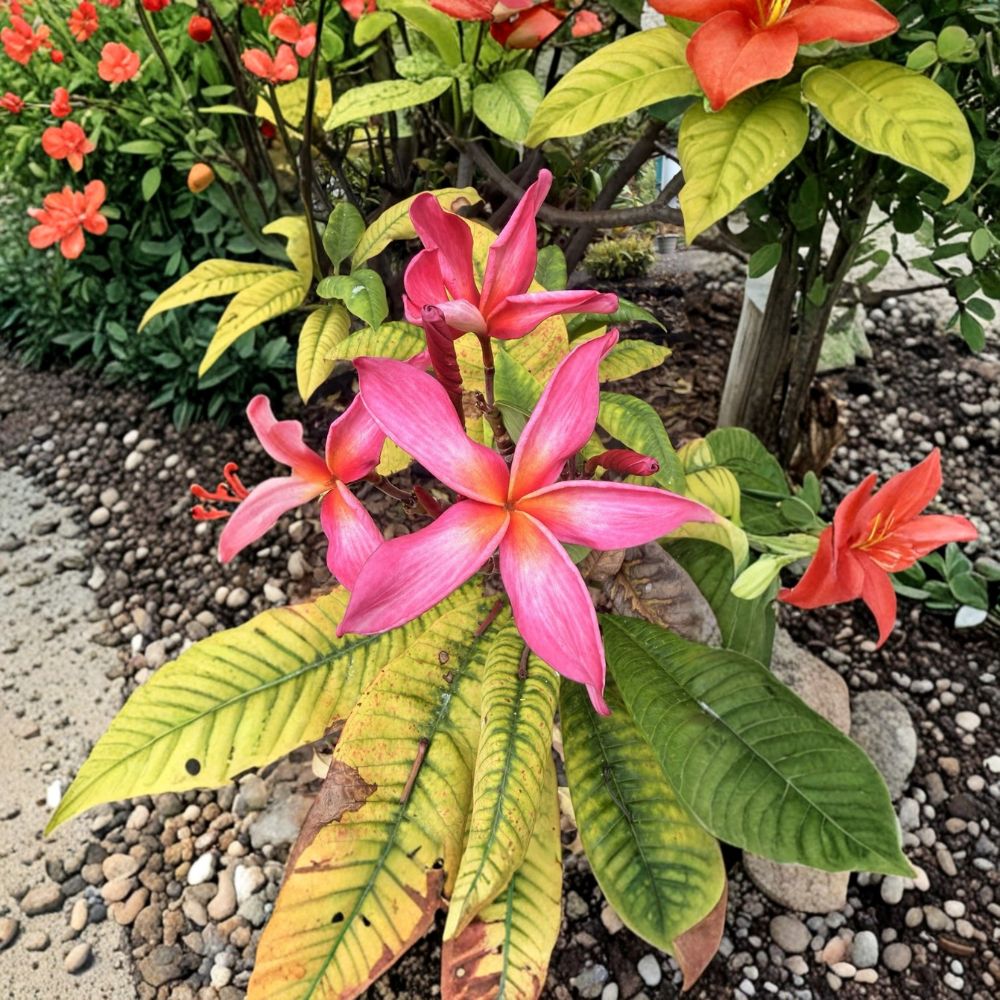 20 Plumeria Live Cuttings | 8–10 Inch Unrooted Frangipani Cuttings | Tropical Flowering Plant | Grown in Hawaii | Easy to Root