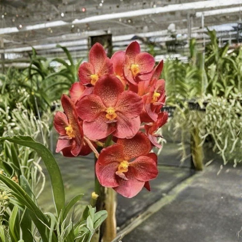 Vanda Predo Bonettl Jairak – Vanda Live Orchid | Young Plant | 3 Inch Pot | Fragrant Tropical Orchid