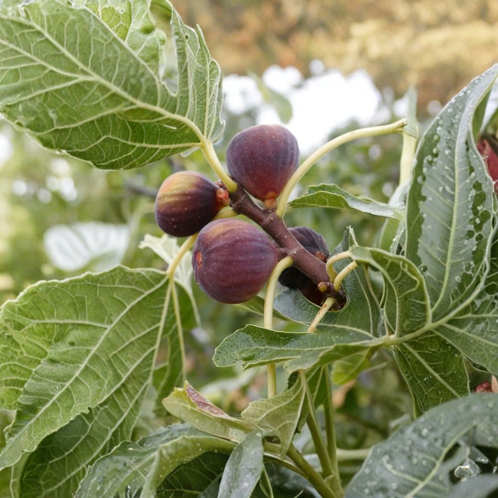 Olympian Fig Live Rooted Cutting | Ficus carica 'Olympian' | 4+ Inch Starter Plant | Cold Hardy Fruit Tree | Easy to Grow