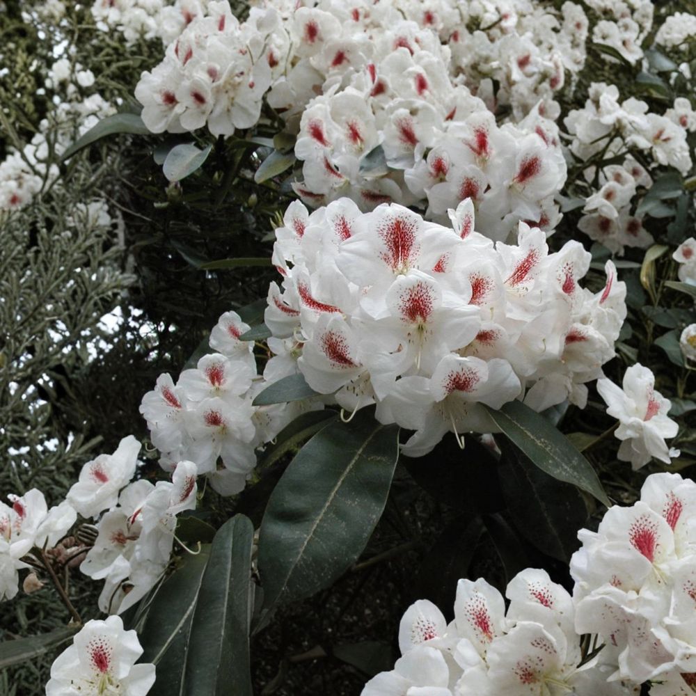 Rhododendron ‘Harvest Moon’ Live Evergreen Shrub | White Blooms with Purple Freckles | Hardy Landscape Rhododendron | #3 Container Grown