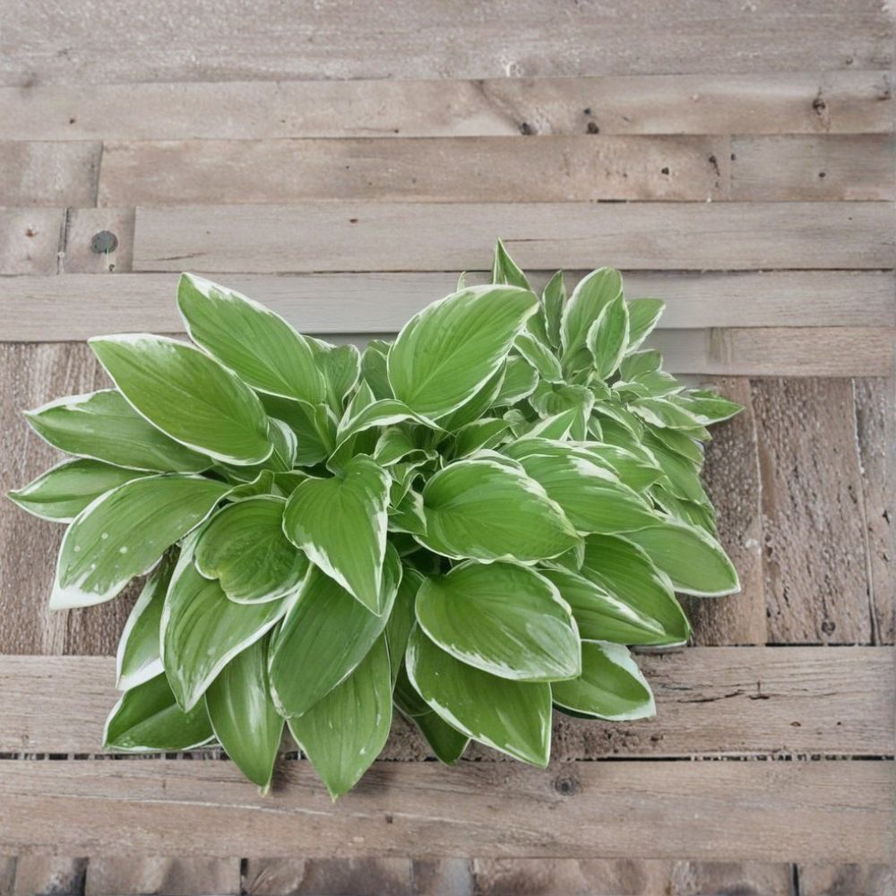 Hosta Undulata Albomarginata – Hosta undulata Live Bare Root Plants | Set of 5 | Variegated Shade Perennial | Hardy Garden Ground Cover