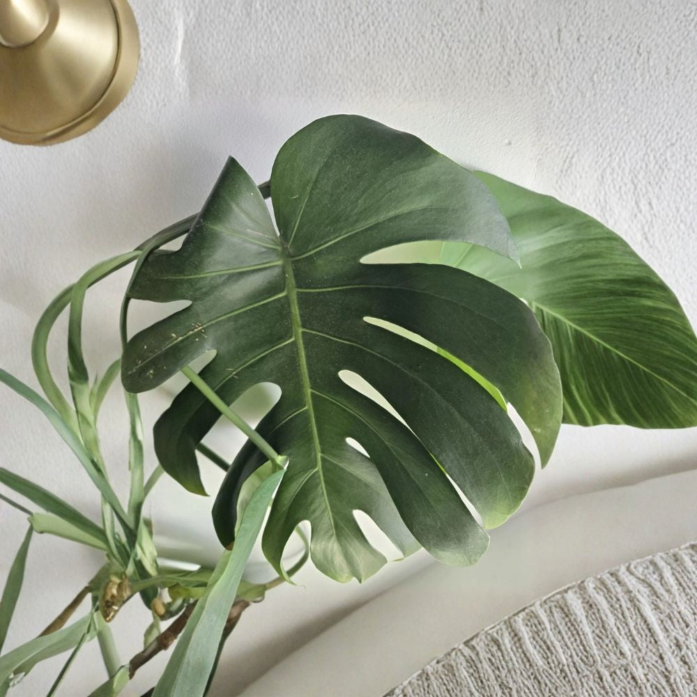 Large Monstera Deliciosa Rooted Cutting | Live Swiss Cheese Plant | Rooted Tropical Houseplant | Easy Care Indoor Plant