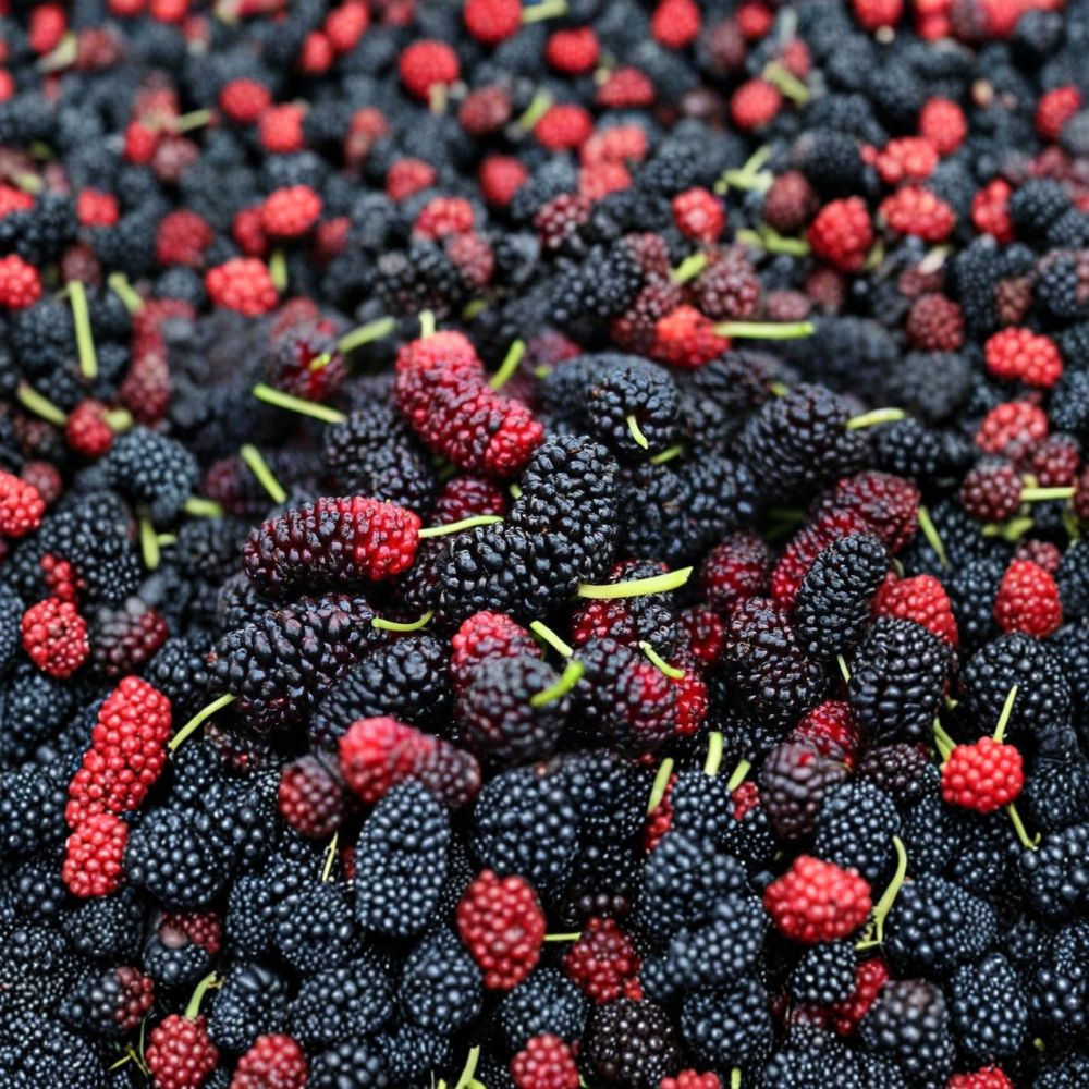 Illinois Everbearing Mulberry Live Cuttings | 6 Fresh 4–6 Inch Dormant Cuttings | Easy to Root | Fruit Tree Propagation | Garden Starter