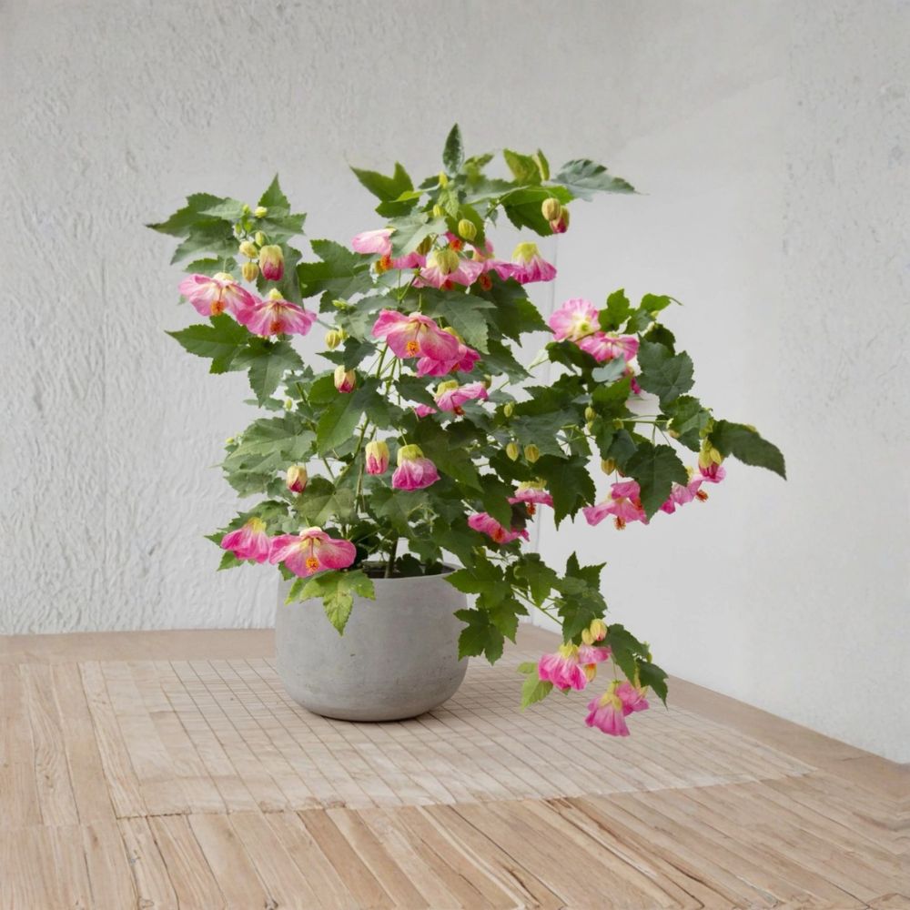 Pink Abutilon Flowering Maple – 1 Live Rooted Starter Plant | Shipped in Nursery Pot | Flowering Houseplant | Easy to Grow