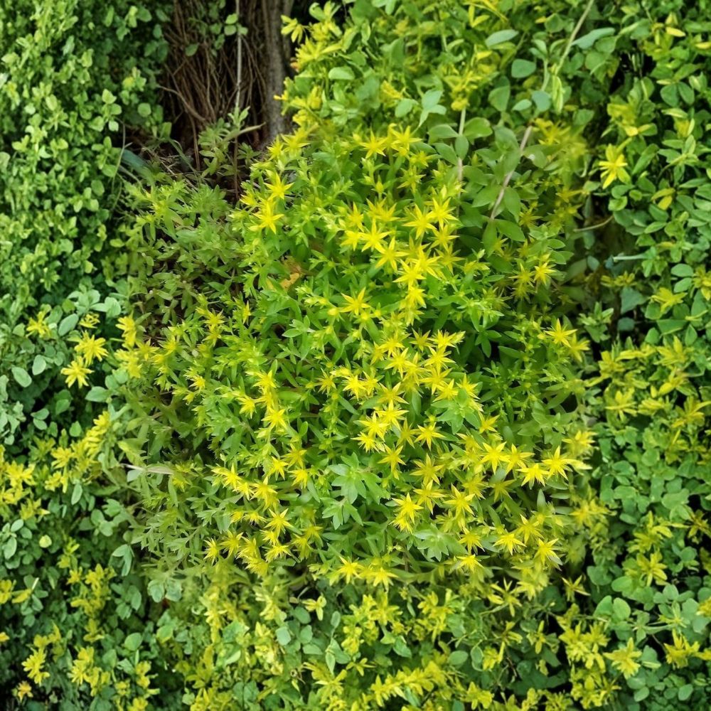 Gold Moss Stonecrop – 50 Live Sedum sarmentosum Cuttings | 6–8 Inch Creeping Ground Cover | Hardy Perennial | Easy to Grow