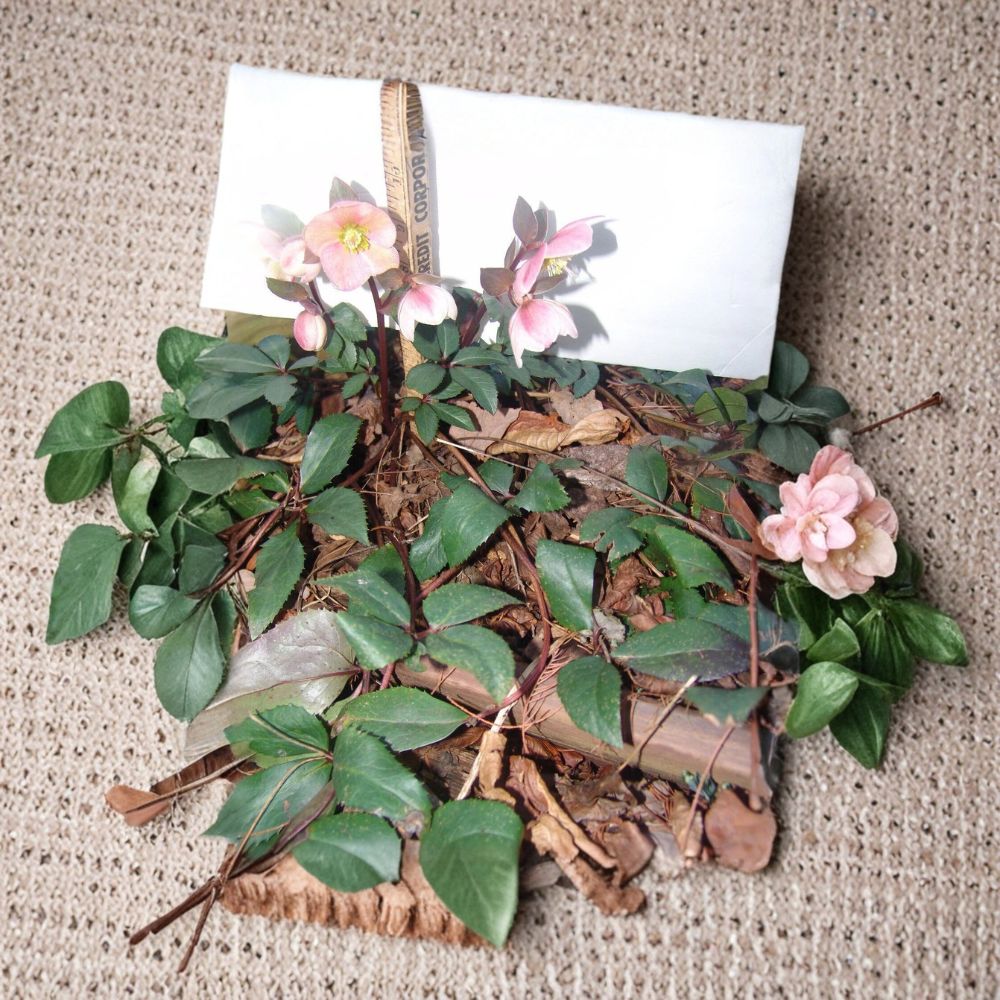 Hellebore Lenten Rose Live Plant | Well Rooted Perennial with Soil | Early Spring Blooming Shade Plant | Woodland Garden Favorite | Easy to Grow