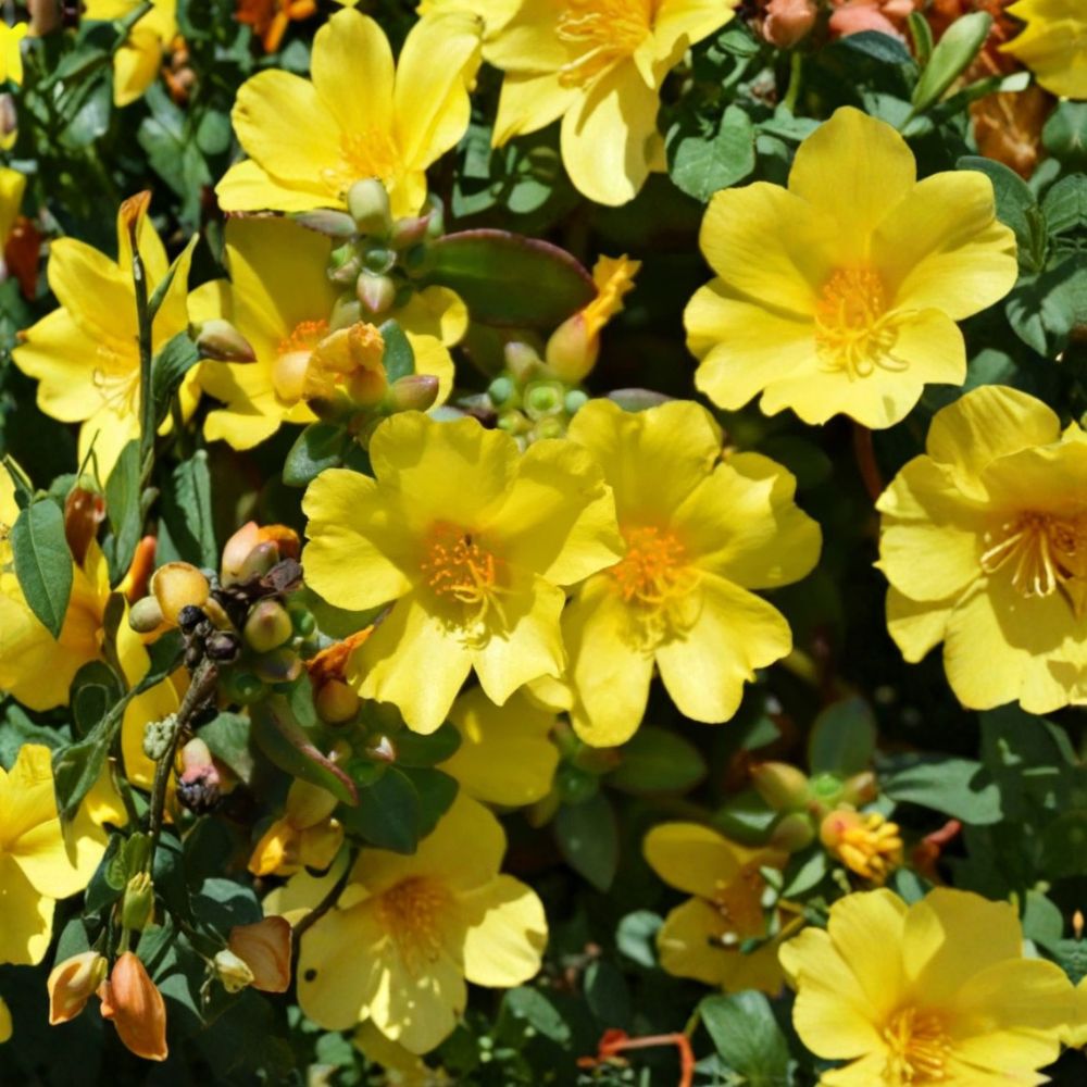 Set of 2 Jumbo Yellow Portulaca Live Plants | 5–9 Inches Tall | Bare Root Starter Plants | Bright Yellow Moss Rose | Heat & Drought Tolerant | Easy to Grow