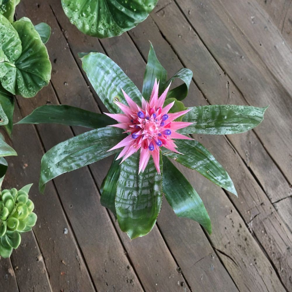 Aechmea Fasciata Live Starter Plant | Rooted Bromeliad Pup | 10–12 Inches Tall | Bare Root Tropical Houseplant | Silver Urn Plant