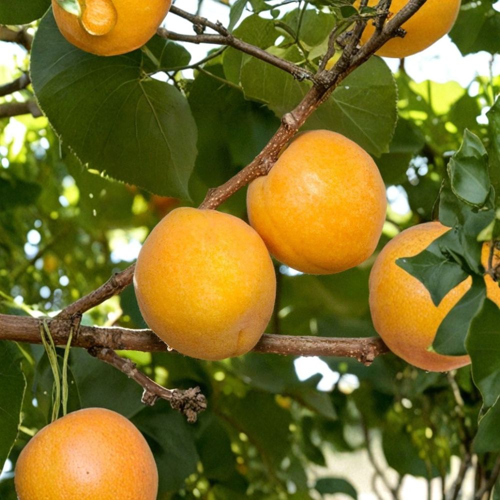 Flavor Delight Aprium Scions | 5 Fresh 3–6 Inch Grafting Cuttings | Apricot × Plum Hybrid | Organically Grown | Fruit Tree Propagation
