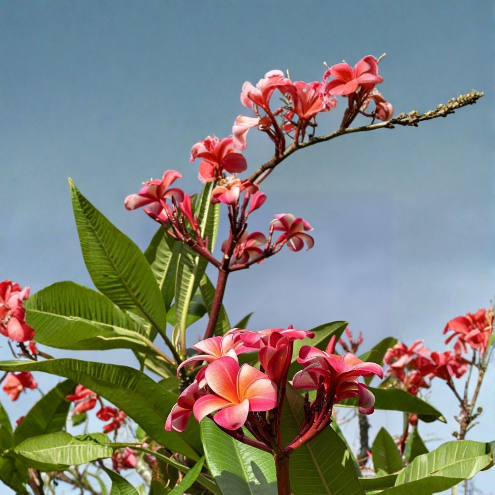 Pink Plumeria – Fresh Starter Cutting | Double Head | 10 Inches Long | Frangipani Tropical Flower | Easy to Grow