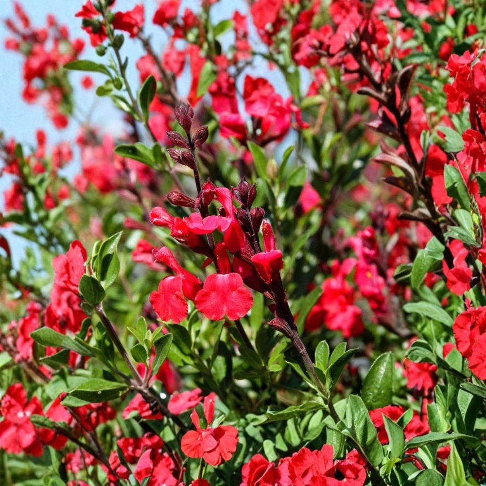 Set of 2 Salvia Greggii Red Live Plants | 5–9 Inches Tall | Bare Root Starter Plants | Red Autumn Sage | Pollinator Friendly | Easy to Grow